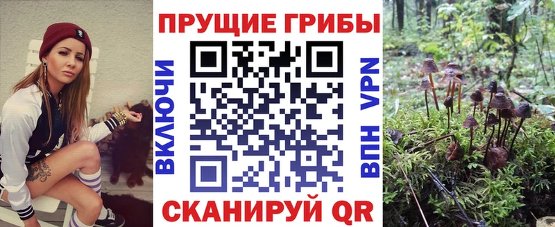 это клад  Курильск  Псилоцибиновые грибы Psilocybine cubensis  цены наркотик 